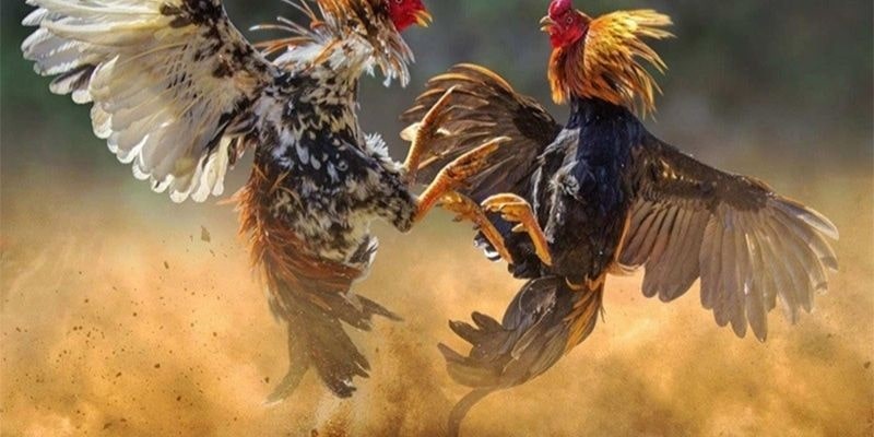Chi tiết về luật chơi trong Đá gà Campuchia tại xin88