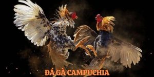 Theo dõi đá gà Campuchia hôm nay tại Xin88 – hàng trăm trận mỗi tuần, phát sóng ổn định, đặt cược đơn giản, nhận thưởng nhanh.