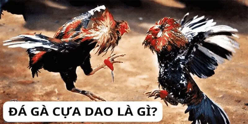 Giới thiệu tổng quan về đá gà cựa dao tại xin88