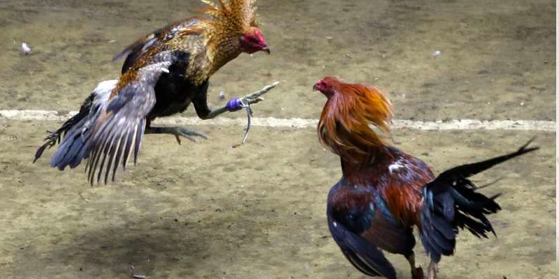 Giới thiệu tổng quan về đá gà cựa sắt tại xin88