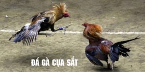 Đá Gà Cựa Sắt