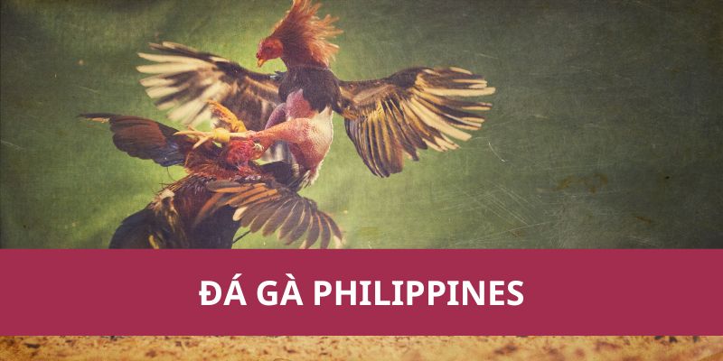 Sức hút khó cưỡng lại của đá gà Philippines