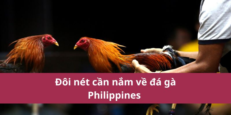 Nói một vài nét chính về đá gà Philippines