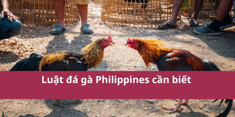 Mẹo cược đá gà Philippines bách phát bách trúng