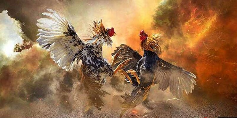 Đá gà cựa sắt đầy gay cấn